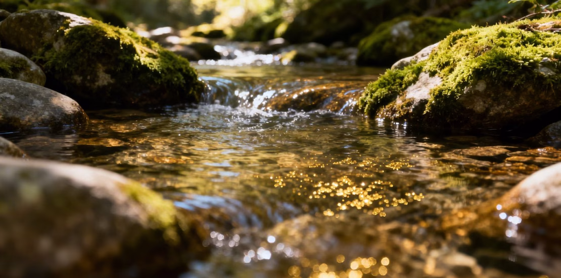 清澈天然溪流中的生态黄金。