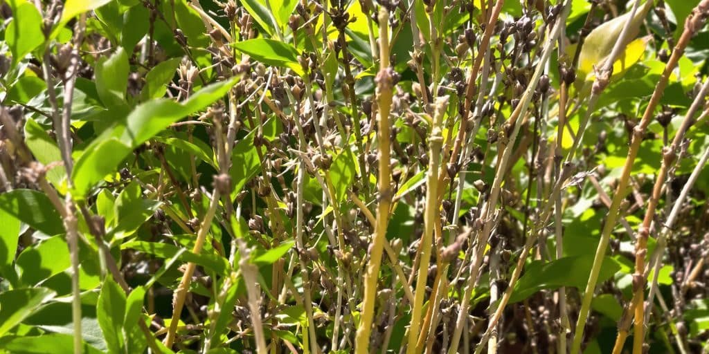 Forage exploration or